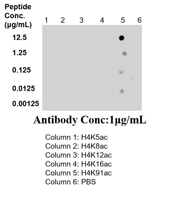 Dot Blot experiment of / using 86768-1-RR (same clone as 86768-1-PBS) Dot Blot experiment of / using Acetyl-Histone H4 (Lys91) Recombinant monoclonal a (86768-1-RR)
